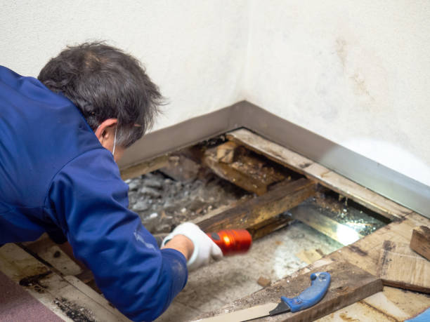 Best Best Mold Removal Companies  in Perris, CA