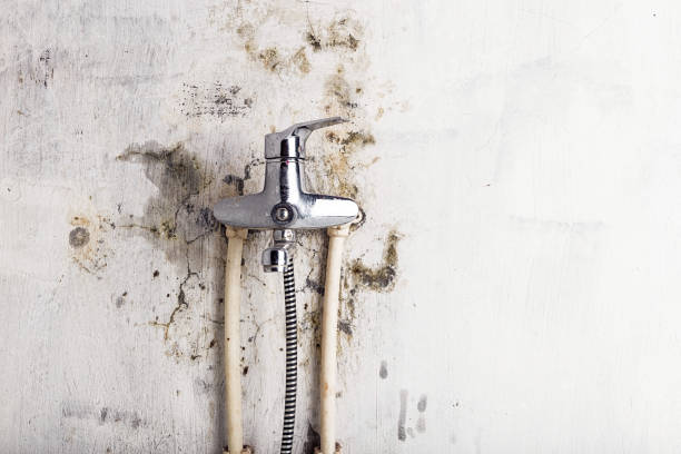 Best Toxic Mold Removal  in Perris, CA