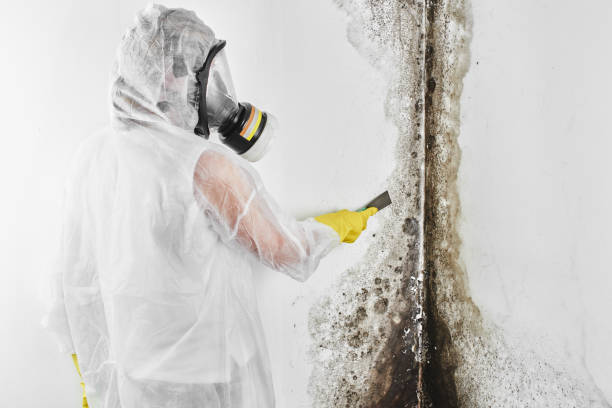 Best Office Mold Removal Services  in Perris, CA