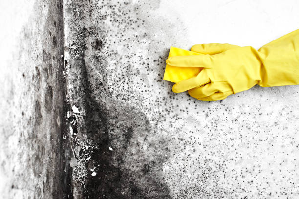 Best Mold Testing  in Perris, CA