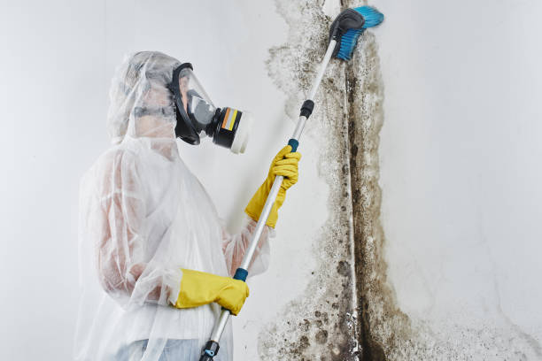 Best Attic Mold Removal  in Perris, CA