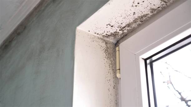 Best Affordable Mold Removal  in Perris, CA