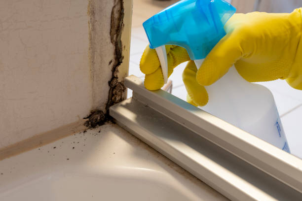 Office Mold Removal Services in Perris, CA