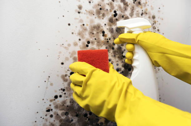 Mold Testing and Removal in Perris, CA