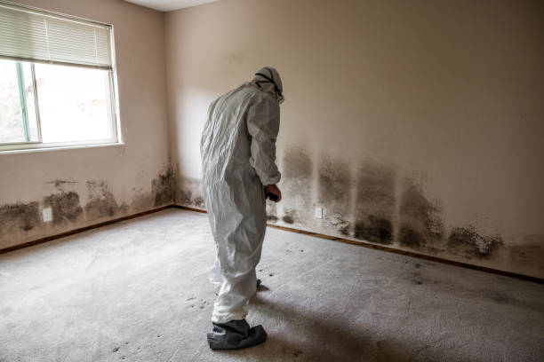 Best Certified Mold Removal  in Perris, CA