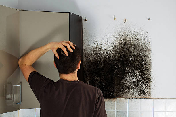 Best Same-Day Mold Removal  in Perris, CA