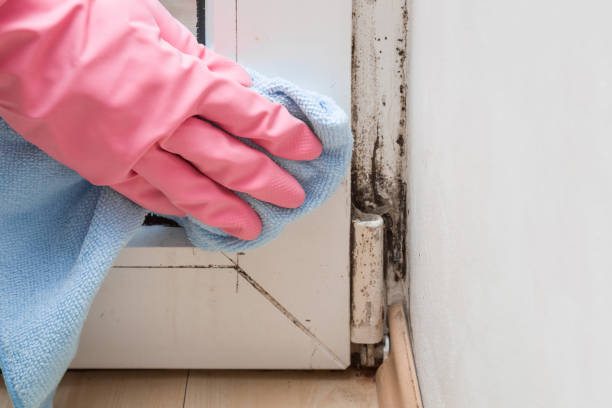 Best Mold Cleaning Services  in Perris, CA