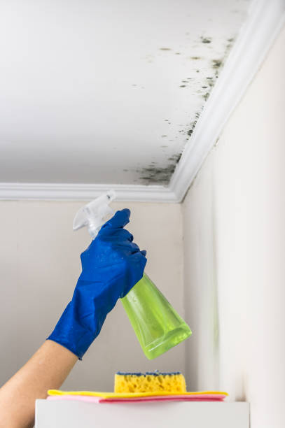 Best Home Mold Removal  in Perris, CA