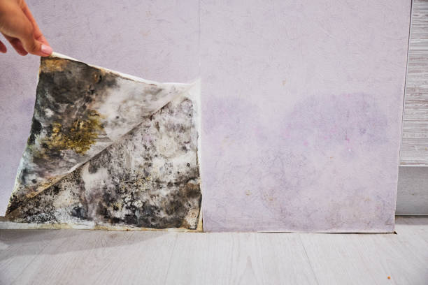 Home Mold Removal in Perris, CA
